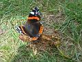 2013-0810-1355_Red_Admiral_21.7C